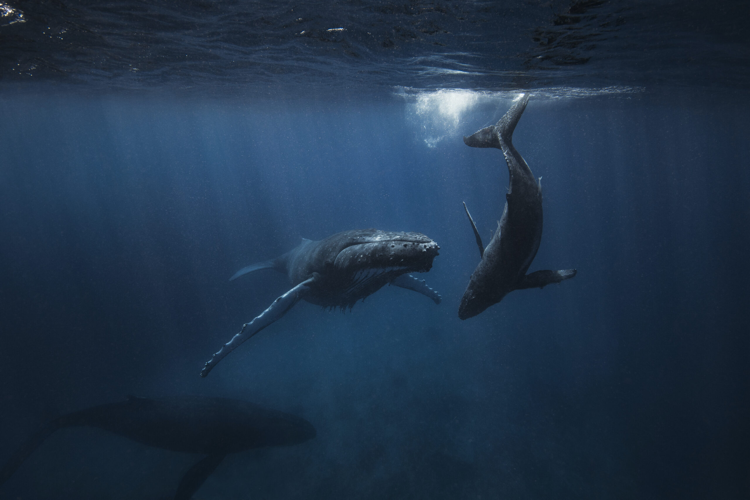 A Humpback Whale and her calf swimming below oceans surface
